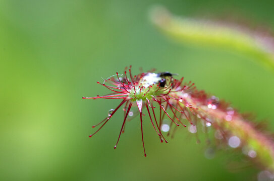 Sundews carnivorous plant,  drosera capensis close-up view, with water drops and trapped insects
