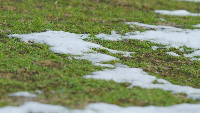 Field of winter wheat under the snow. Agriculture seasons background. Close up.