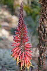 Aloe microstigma (Cape Speckled Aloe) in Flower  - Photo of specimen plant for in garden landscape