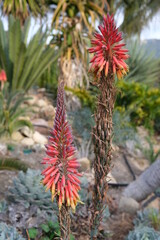
Aloe microstigma (Cape Speckled Aloe) in Flower