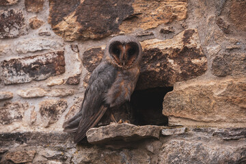 Barn owl on the wall