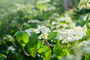 White flowers of hydrangea paniculata in the sunny garden. White flower blossoms in sun rays....
