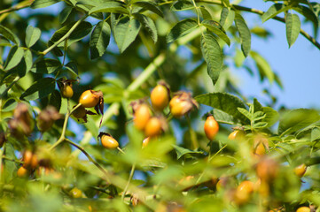 Closeup of rose hip fruits with selective focus on foreground and blue sky on background