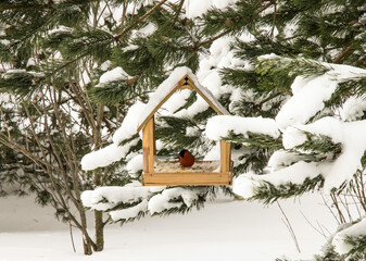 Bullfinch bird in the feeder in winter.