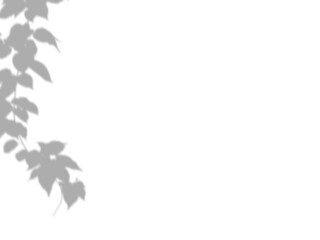 Botanic shadows overlay, Photoshop overlay, Plant tree flower Shadow, light casts, light effect, png