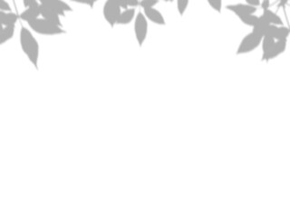 Botanic shadows overlay, Photoshop overlay, Plant tree flower Shadow, light casts, light effect, png