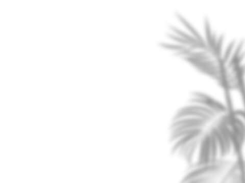 Botanic shadows overlay, Photoshop overlay, Plant tree flower Shadow, light casts, light effect, png