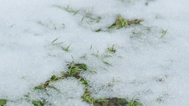 Young, green sprouts in early spring. Grain field covered by snow in spring. Time lapse.