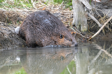 North American Beaver (Castor canadensis) Entering the Water © Hanjo Hellmann