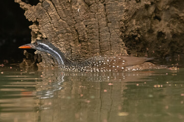 African finfoot - Podica senegalensis - floating in calm brown water on Gambia River with brown wood in background. Picture from Janjabureh Province in the Gambia.