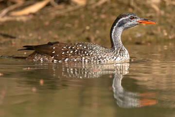 African finfoot - Podica senegalensis - floating in calm brown water on Gambia River. Picture from...