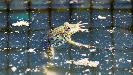 Foto op Canvas frog in the water © Alvaro