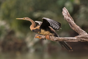 African darter - Anhinga rufa - sitting on perch in dark green background. Photo from Mansa Konko...