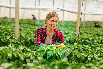 An female agronomist in 30' checks the quality of peppers plant in a greenhouse.