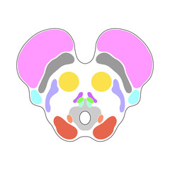 Scientific Designing of Midbrain Anatomy. Axial Section at The Level of The Superior Colliculus. Colorful Symbols. Vector Illustration.