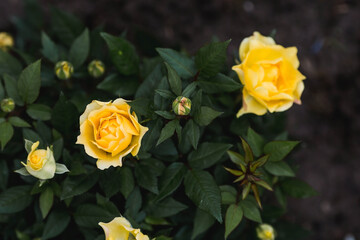 Spring garden. Close-up of roses. Yellow buds on a green background of foliage. A copy of the space for the text.