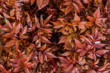 The background image is red. Natural, eco-friendly natural background. The texture of red leaves. A copy of the space for the text.