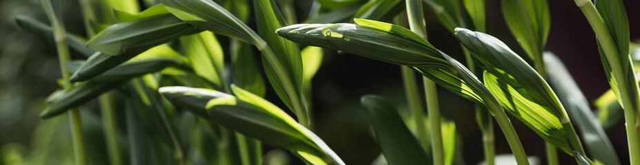 Obraz premium The background image is green. Natural, eco-friendly natural background. The texture of green leaves. A copy of the space for the text.