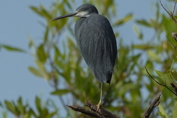 western reef heron - egretta gularis - perched with the tree and sky in background. Picture from Mansa Konko in the Gambia.