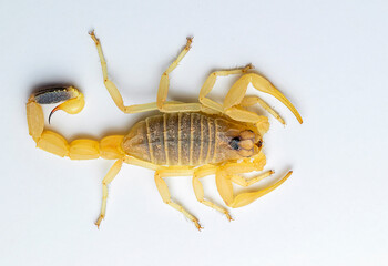 deathstalker (Leiurus quinquestriatus) is a species of scorpion