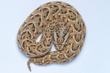 puff adder (Bitis arietans) is a venomous viper species 
