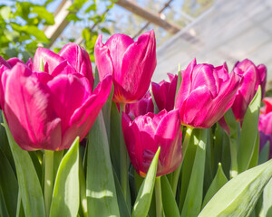 Red tulips in the greenhouse. fields of tulips. Spring seedling agribusiness.