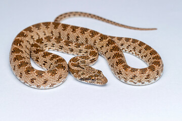 Spalerosophis diadema, known commonly as the diadem snake and the royal snake, is a species of...