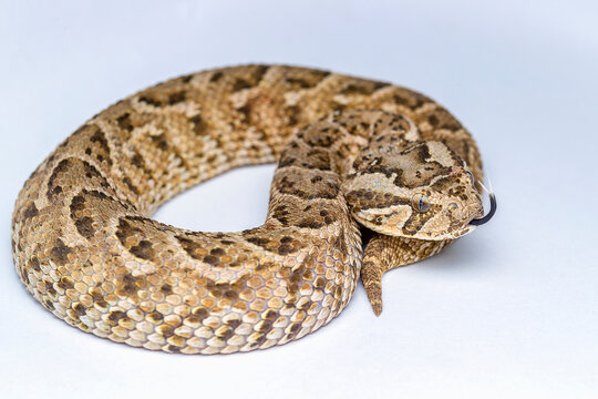 puff adder (Bitis arietans) is a venomous viper species 
