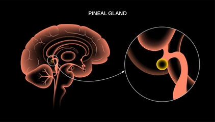 Pineal gland anatomy - obrazy, fototapety, plakaty