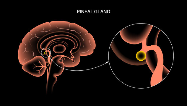Pineal gland anatomy