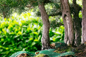 Poster Tree trunks of bonsai trees on green background. Cultivation of dwarf tree in the woods, forest in sunny day. Cultivated plants in a botanical garden in China, Japan. Geo mat, mesh to strengthen soils © vita