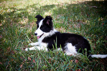 Naklejka na ściany i meble border collie puppy