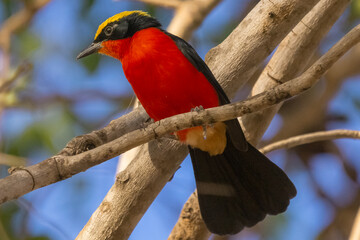 Yellow-crowned gonolek - Laniarius barbarus - perched with some branches and sky in background. Photo from Mansa Konko Province in the Gambia.