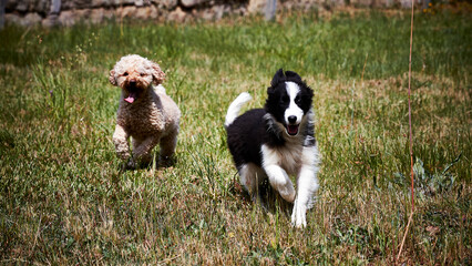 border collie puppy and poddle