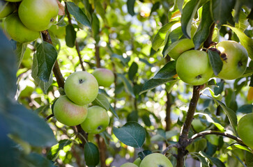 Ripe apples on a tree in a garden. Organic apples hanging from a tree branch in an apple orchard