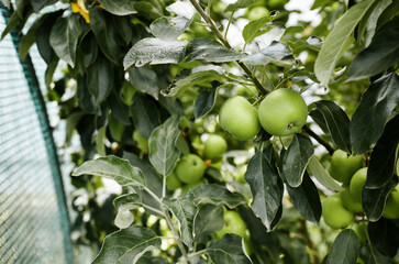 Ripe apples on a tree in a garden. Organic apples hanging from a tree branch in an apple orchard