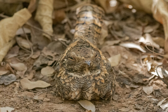 Long-tailed nightjar - Scotornis climacurus - camouflaged on ground. Picture from Mansa Konko in the Gambia.