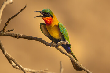 Colorful red-throated bee-eater - Merops bulocki - perched with open beak with dark yellow background. Picture from Janjabureh in the Gambia.