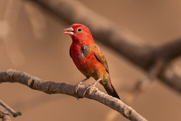 Red-billed firefinch - Lagonosticta senegala - perched with brown background. Picture from Janjabureh in the Gambia.