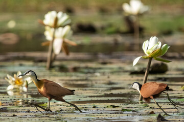 African jacanas - actophilornis africanus running on green water lilac veaves. Photo from the Gambia.