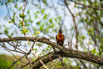 American Robin on a branch