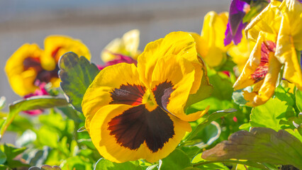 Close-up of colorful pansy flower. Beautiful flowers pattern. Multicolored flowers carpet as background.
