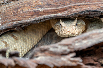 False Horned Viper or Persian horned viper (Pseudocerastes persicus) is a species of venomous...