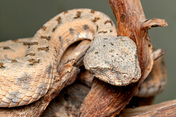 False Horned Viper or Persian horned viper (Pseudocerastes persicus) is a species of venomous...