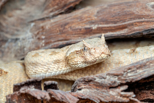 False Horned Viper or Persian horned viper (Pseudocerastes persicus) is a species of venomous vipers endemic to the Middle East and Asia