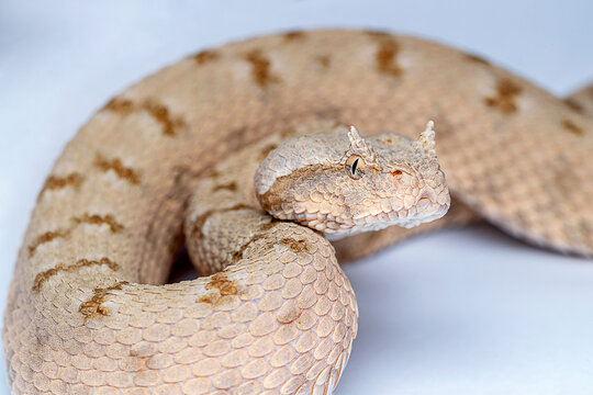 False Horned Viper or Persian horned viper (Pseudocerastes persicus) is a species of venomous vipers endemic to the Middle East and Asia
