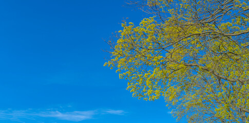 Spring tree with young light green foliage with blue sky. Space for text. Young leaves background. Springtime.