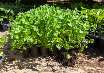 Parsley seedlings are sold in the local market. 