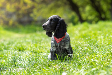 Portrait of a puppy dog Russian Spaniel on a background of green forest. Hunting dogs.