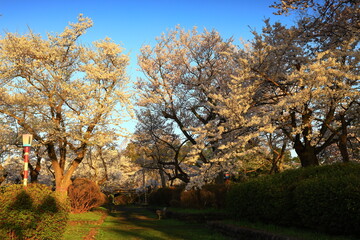 岩手県奥州市　春の水沢公園